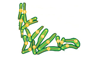 Real Club Pineda de Sevilla - Course Map